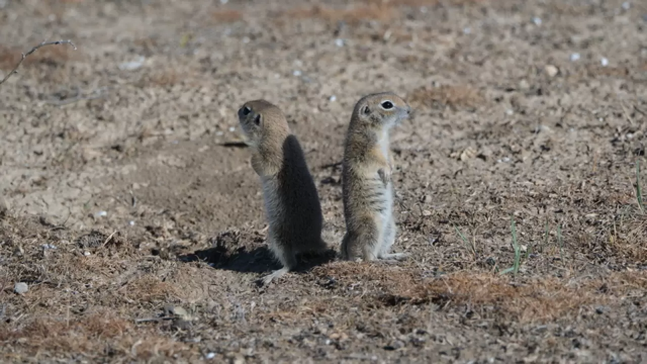 Anadolu yer sincapları çayırlık bölgede doğa fotoğrafçısına yakalandı 2