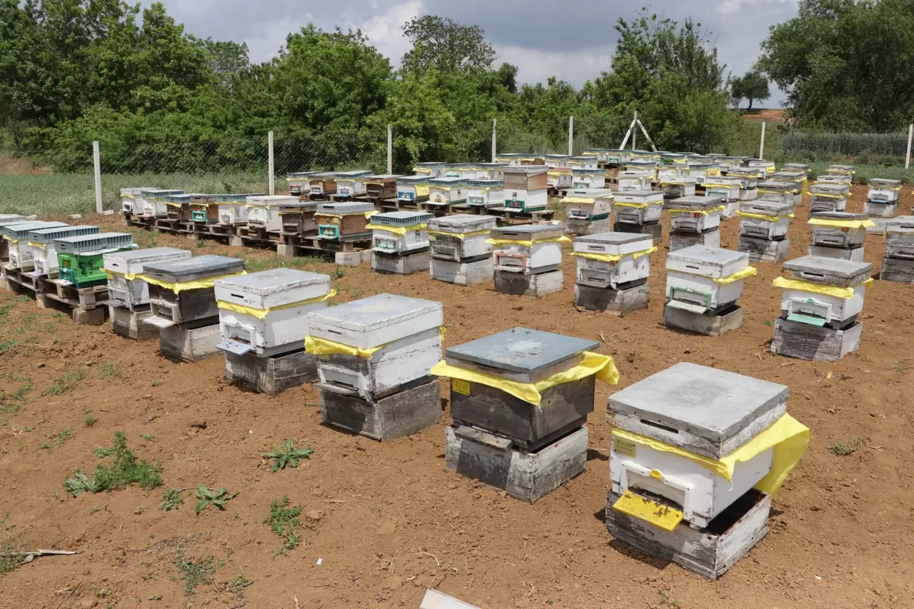 Kayınpederi sayesinde 47 yıldır arıcılık yapıyor 4