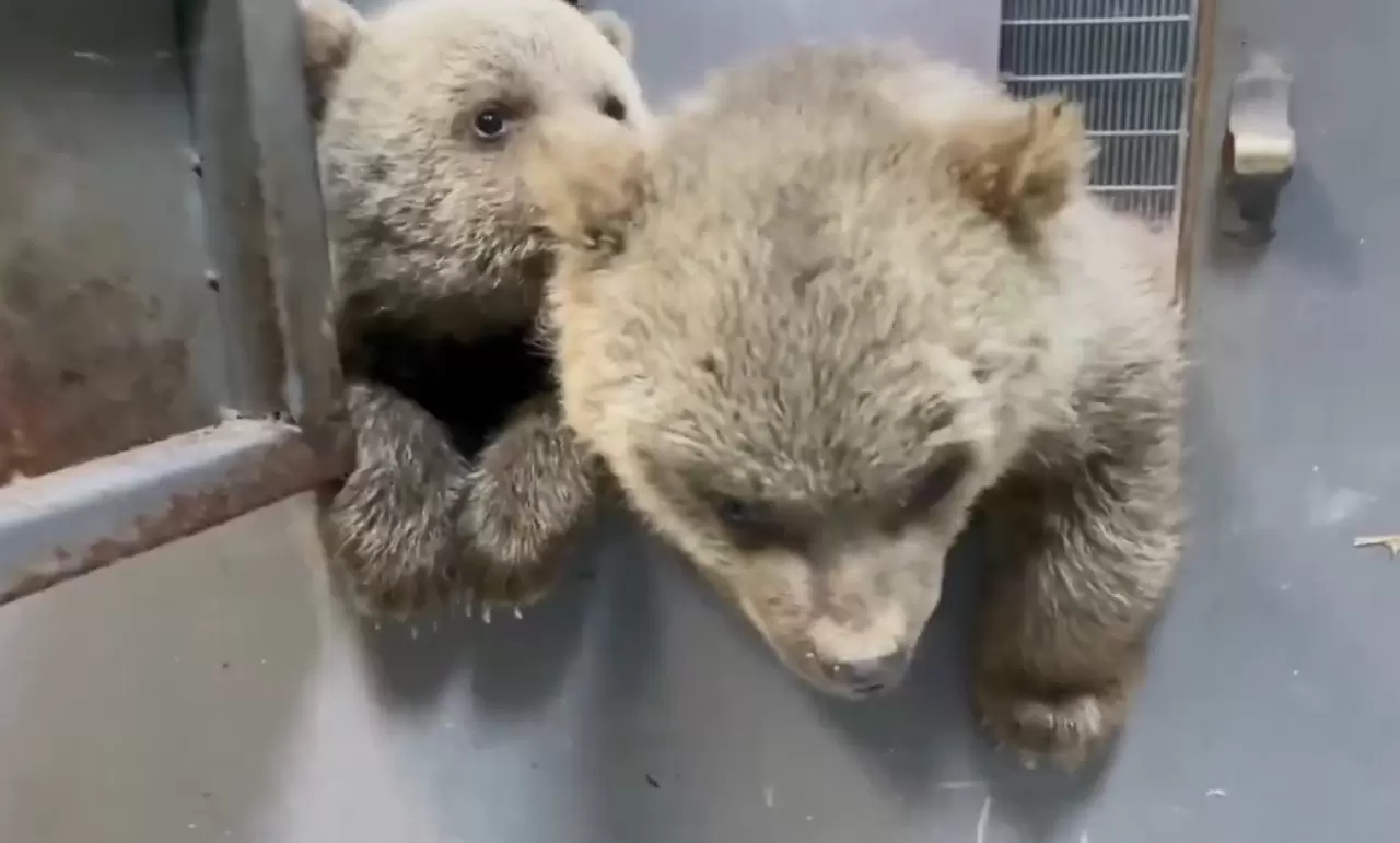 Doğada yalnız bulunan yavru ayılar koruma altına alındı 3