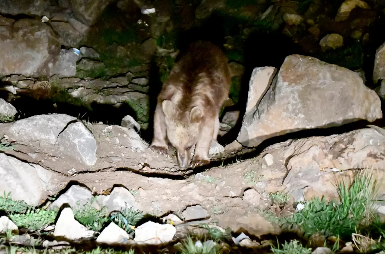 Kars'ta mahalleye inen bozayı yiyecek ararken görüntülendi 4