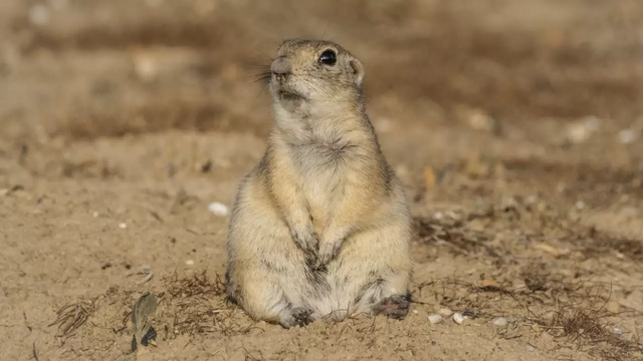 Anadolu yer sincapları çayırlık bölgede doğa fotoğrafçısına yakalandı 7