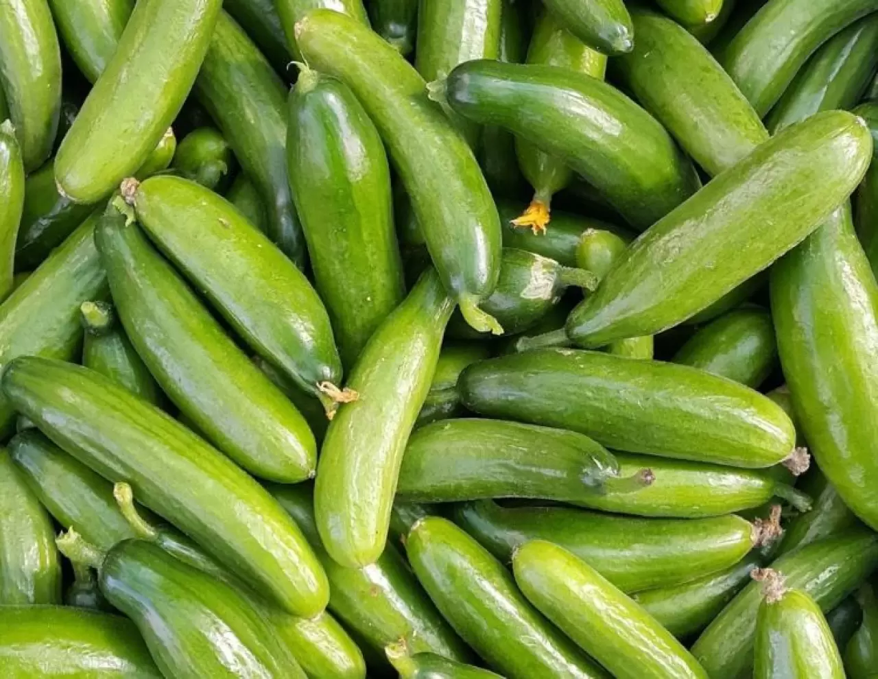 İşte En Çok Su İçeren Meyve ve Sebzeler 5