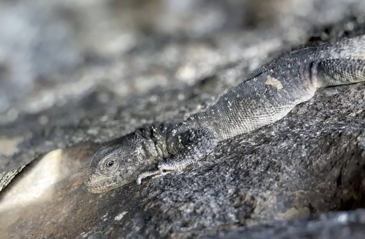 Dünyada sadece Ağrı Dağı'nda yaşıyor 4