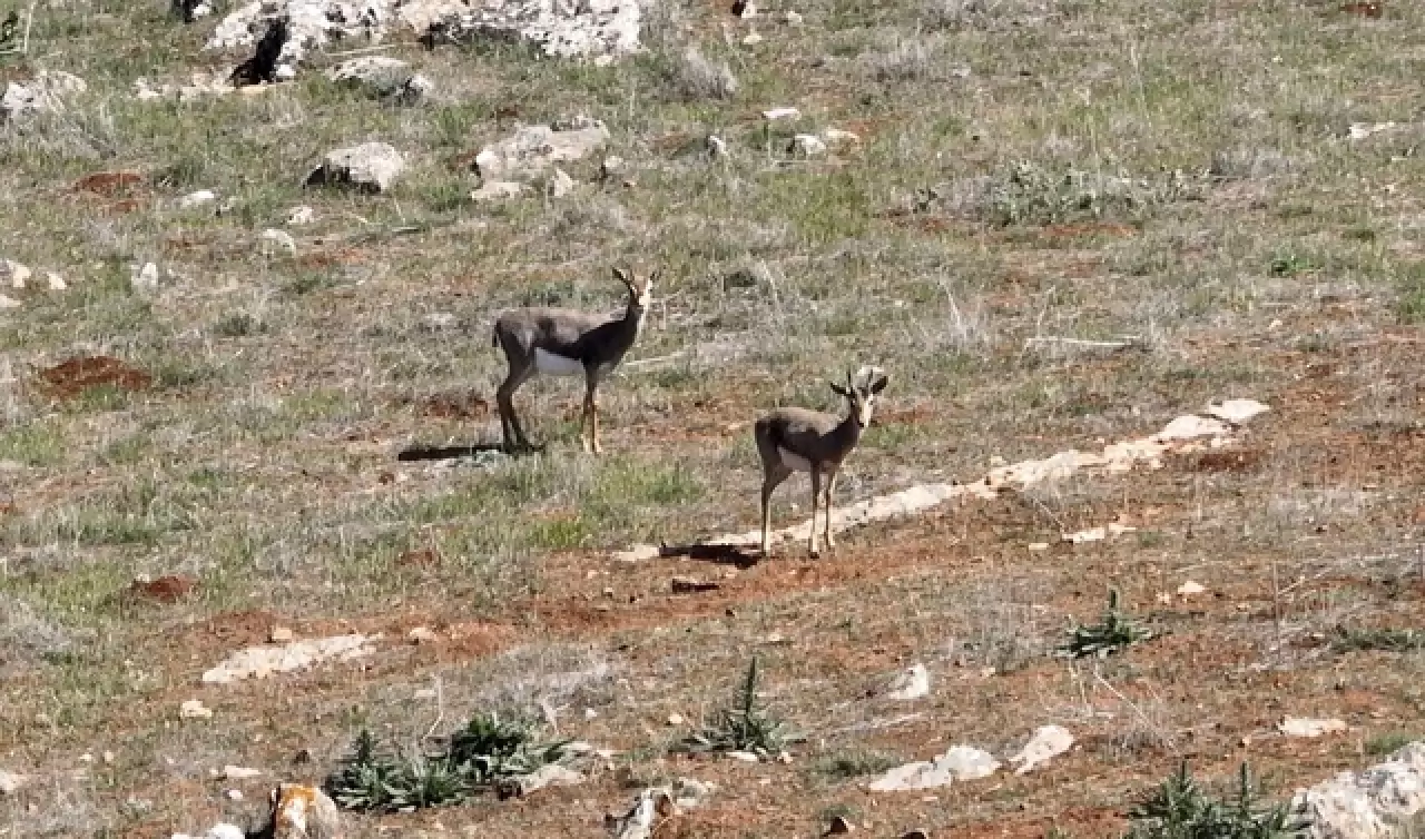 Hatay’da kurulan merkez, gazella gazella türünü korumaya aldı 2