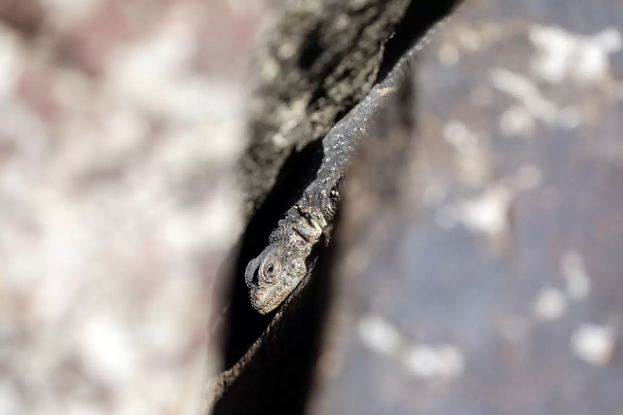 Dünyada sadece Ağrı Dağı'nda yaşıyor 6