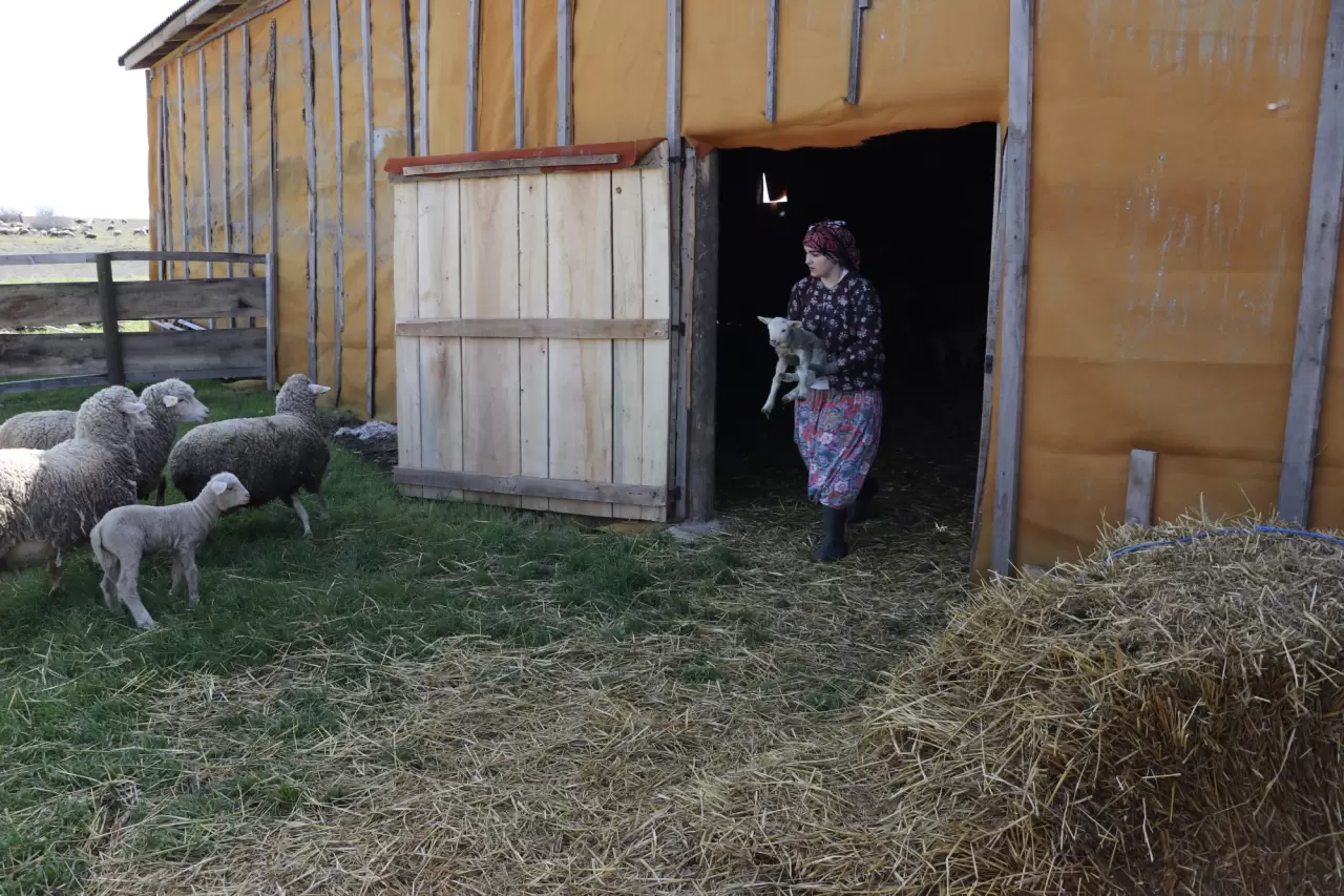 Üniversiteli genç hem okuyor, hem çiftçilik yapıyor 1