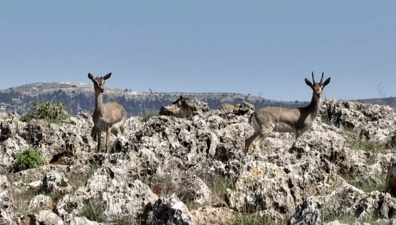 Hatay’da kurulan merkez, gazella gazella türünü korumaya aldı 1