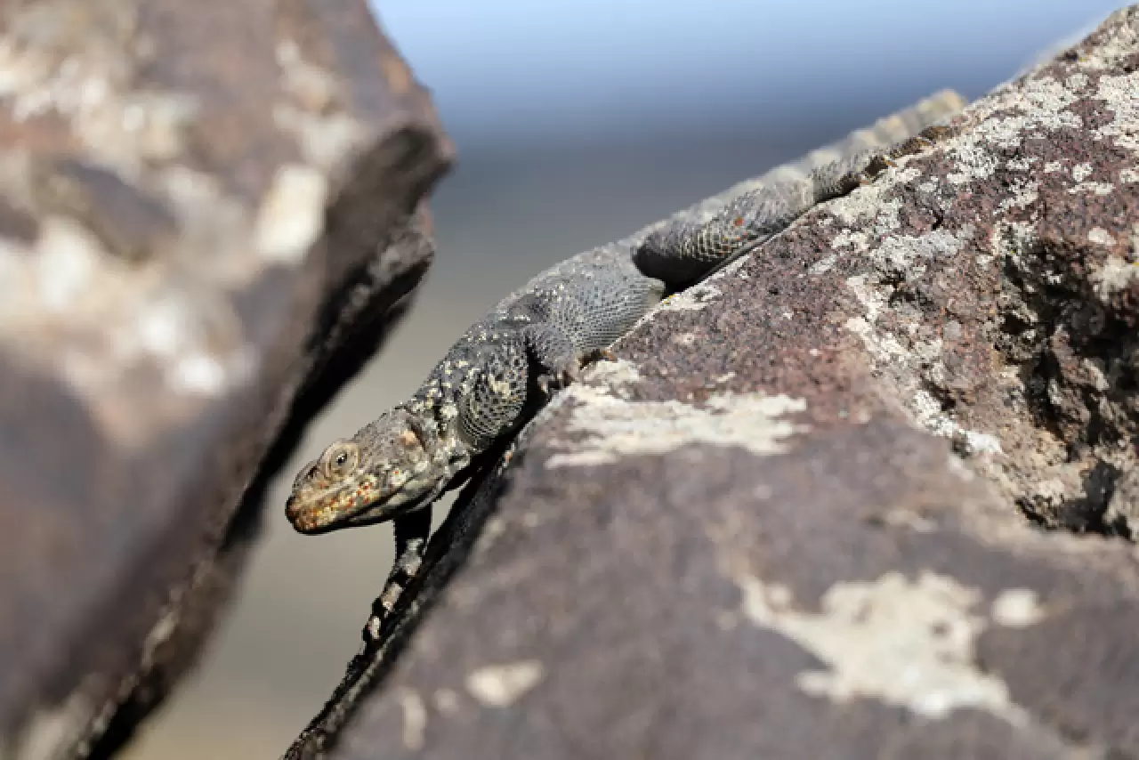 Dünyada sadece Ağrı Dağı'nda yaşıyor 1