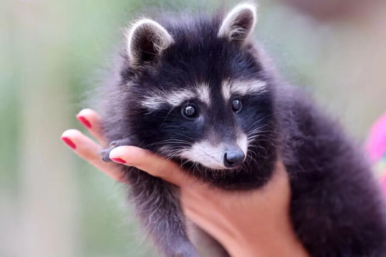 Antalya'da hayvan kreşinde bakılan Venüs ve Latte büyüyor 1