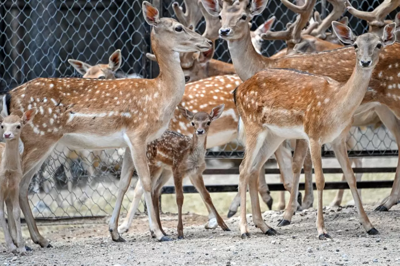 Doğa Parkı'nda sevimli yavrulardan coşkulu doğumlar: Lemur, geyik, zebra ve tay 3