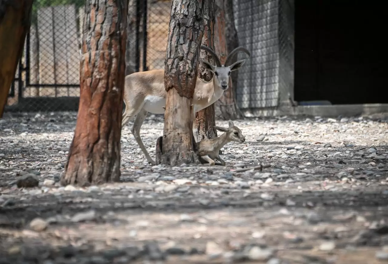 Doğa Parkı'nda sevimli yavrulardan coşkulu doğumlar: Lemur, geyik, zebra ve tay 4