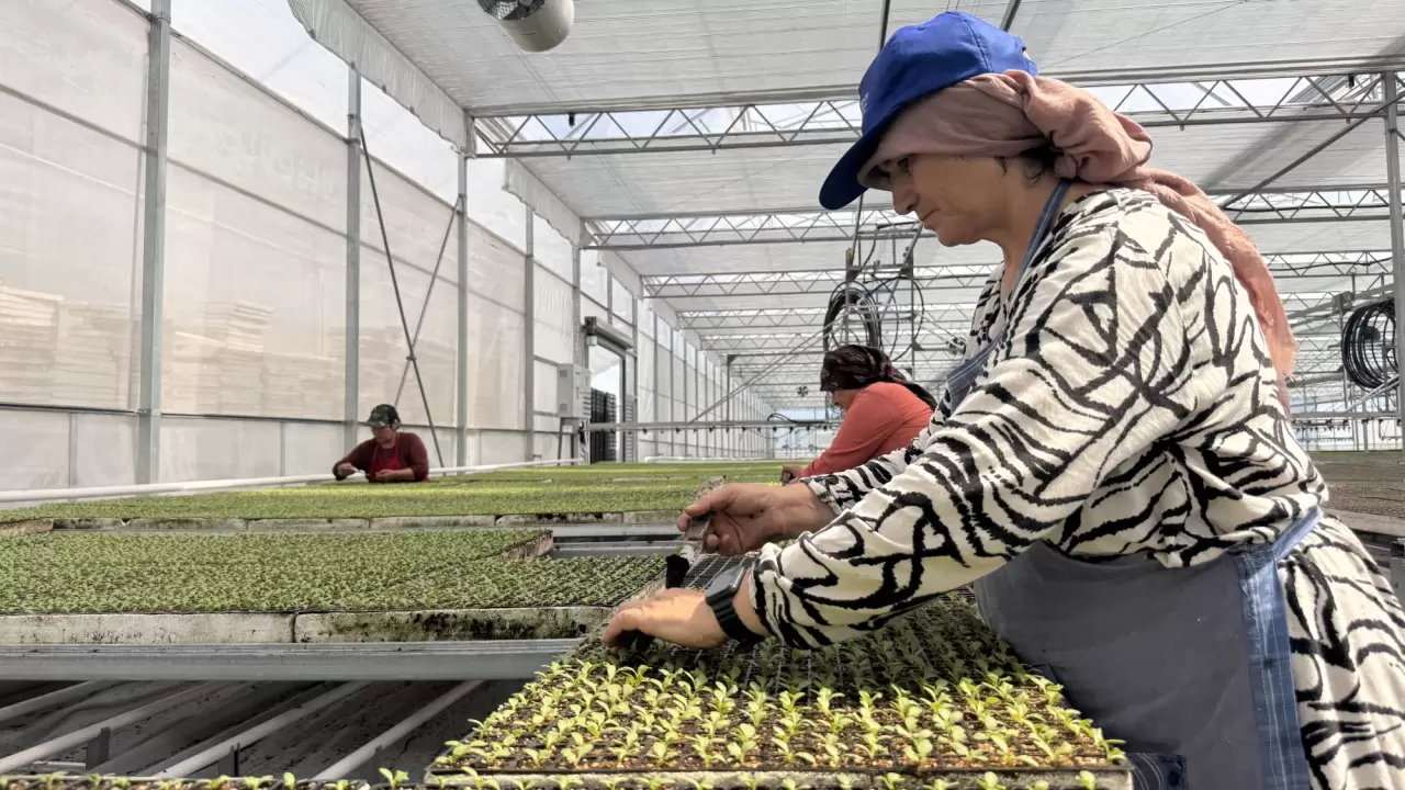 Sera organize tarım bölgesi, ekonomiye 750 milyon lira katkı sağlayaca 4