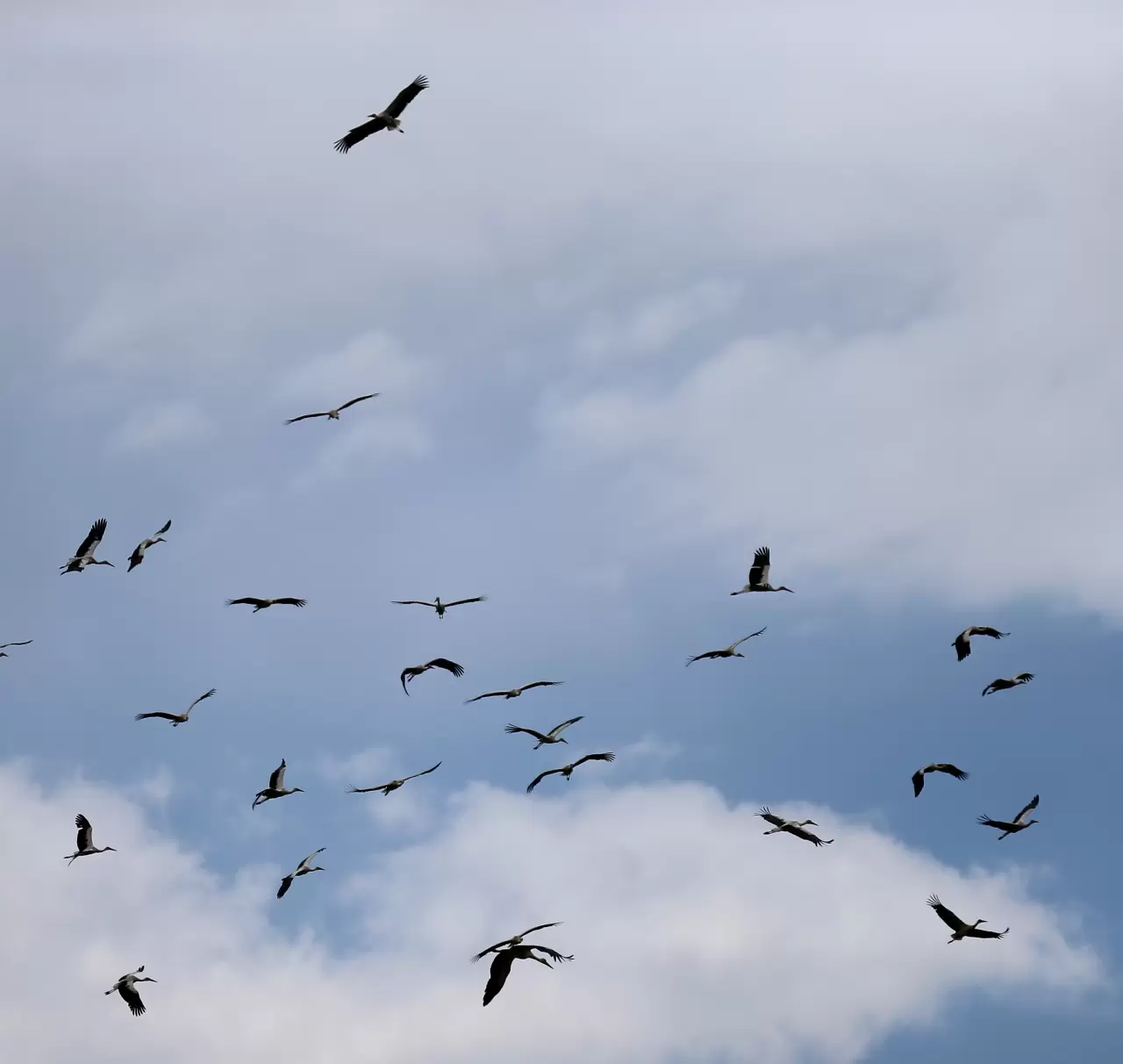 Sürü leyleklerin görüntülenmesi doğa dostlarını heyecanlandırdı 2