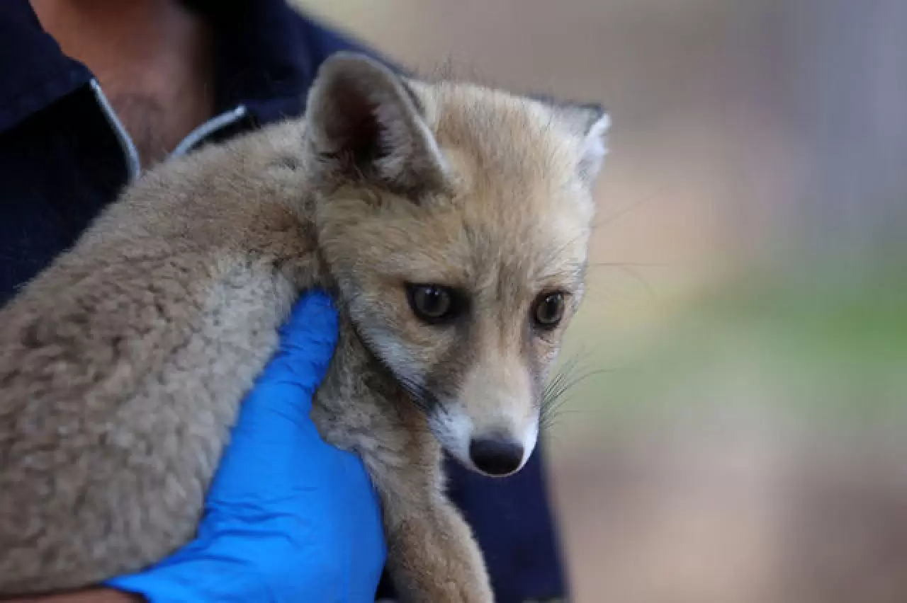 Antalya'da hayvan kreşinde bakılan Venüs ve Latte büyüyor 2