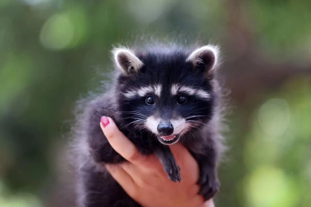 Antalya'da hayvan kreşinde bakılan Venüs ve Latte büyüyor 6