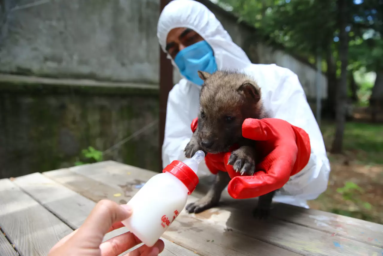 Öksüz kalan kurt yavrusu sağlığına kavuşup ailesine katılacak 2