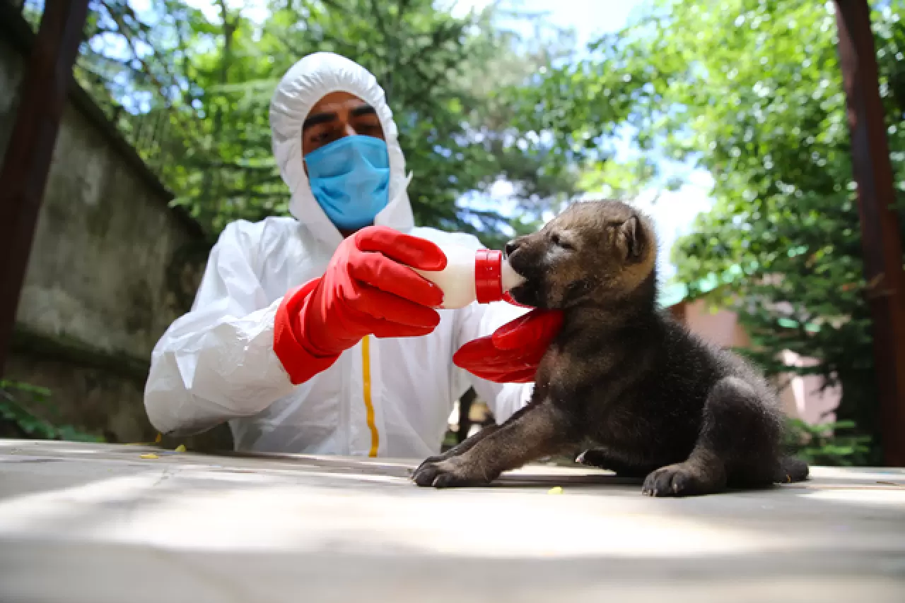 Öksüz kalan kurt yavrusu sağlığına kavuşup ailesine katılacak 1