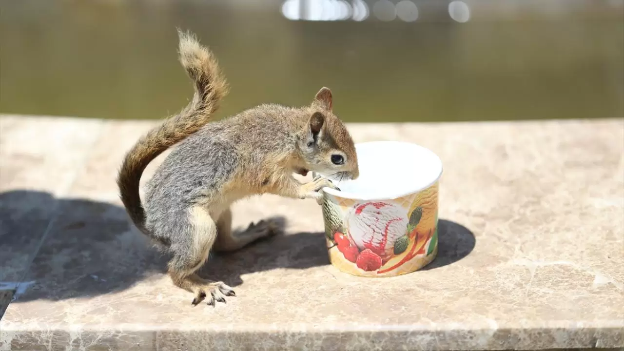 Bahçesinde bitkin halde bulduğu sincaba evinde özenle bakıyor 9