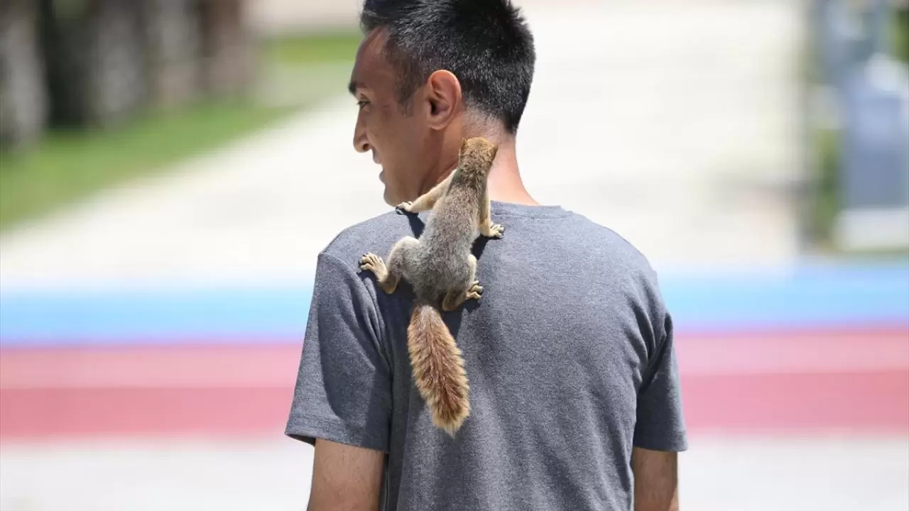 Bahçesinde bitkin halde bulduğu sincaba evinde özenle bakıyor 7