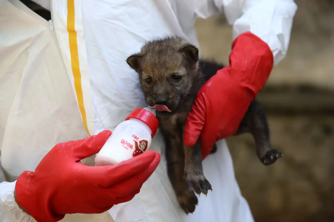 Öksüz kalan kurt yavrusu sağlığına kavuşup ailesine katılacak 3