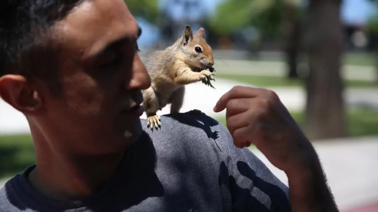 Bahçesinde bitkin halde bulduğu sincaba evinde özenle bakıyor 1