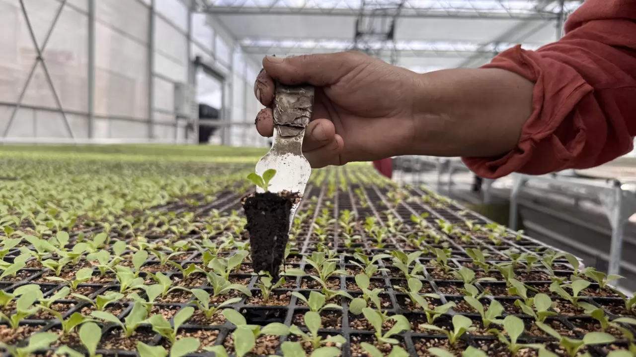 Sera organize tarım bölgesi, ekonomiye 750 milyon lira katkı sağlayaca 5