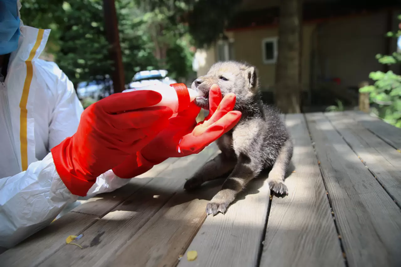 Öksüz kalan kurt yavrusu sağlığına kavuşup ailesine katılacak 8