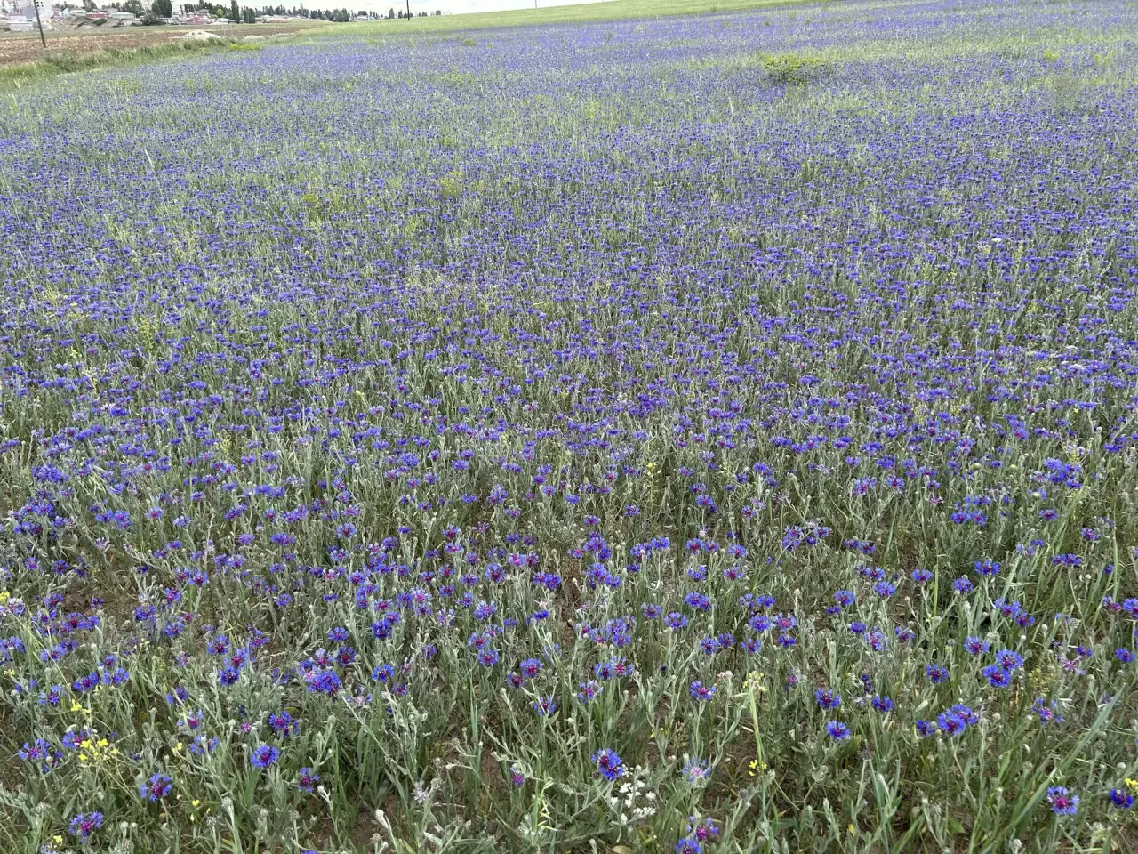 Diyadin'in zirveleri mor ve maviye büründü 2