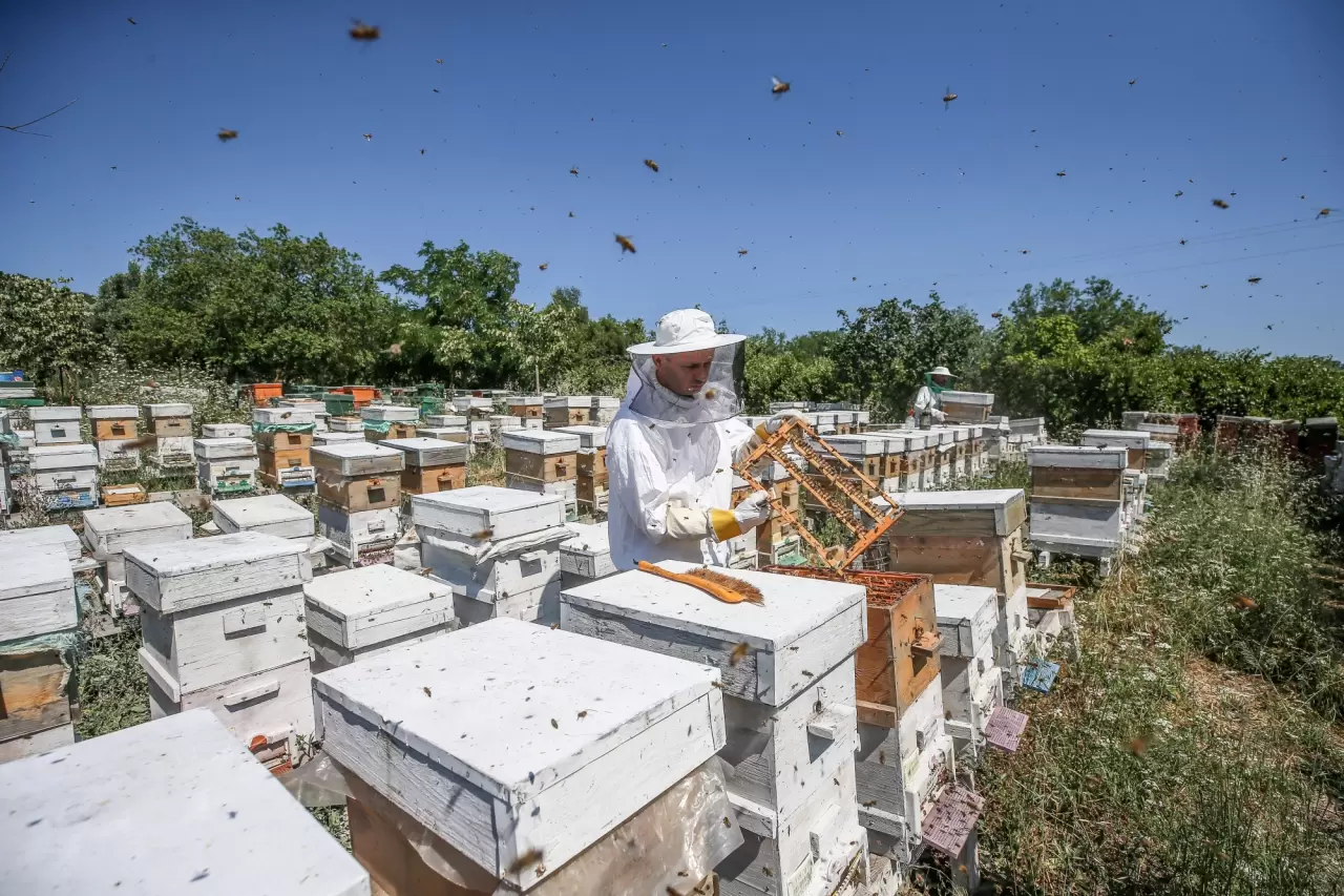 Ülkenin dört bir yanına arı sütü gönderen arkadaş grubu 5