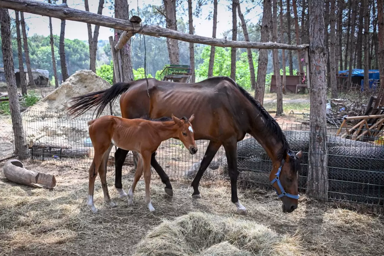 Doğa Parkı'nda sevimli yavrulardan coşkulu doğumlar: Lemur, geyik, zebra ve tay 5