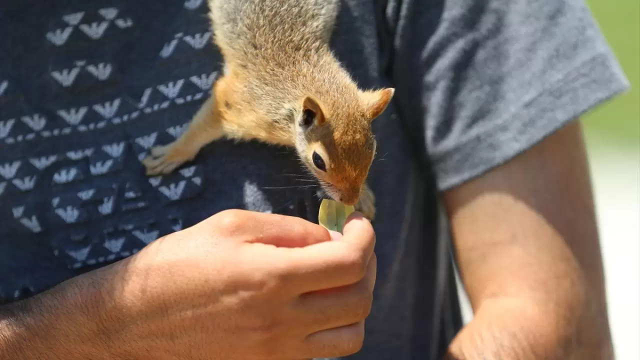 Bahçesinde bitkin halde bulduğu sincaba evinde özenle bakıyor 5