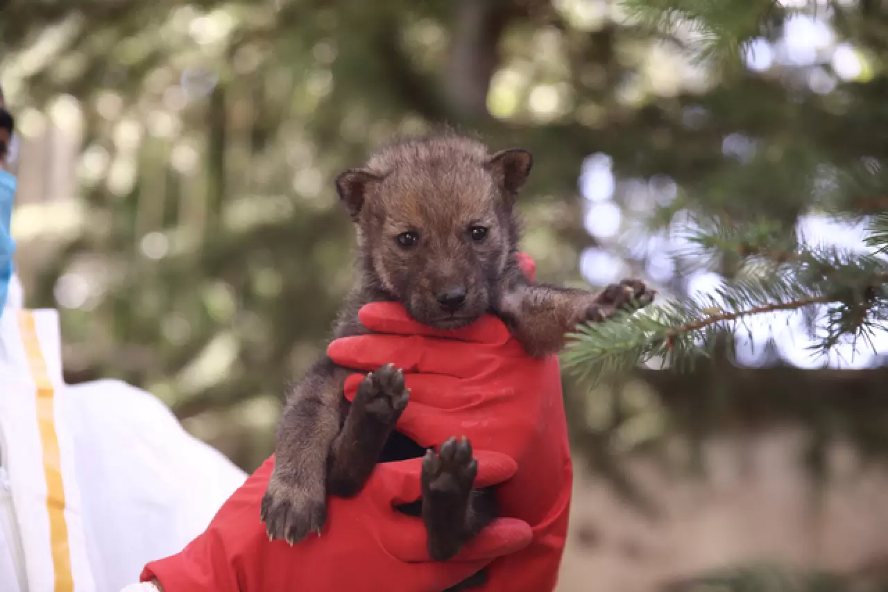 Öksüz kalan kurt yavrusu sağlığına kavuşup ailesine katılacak 7