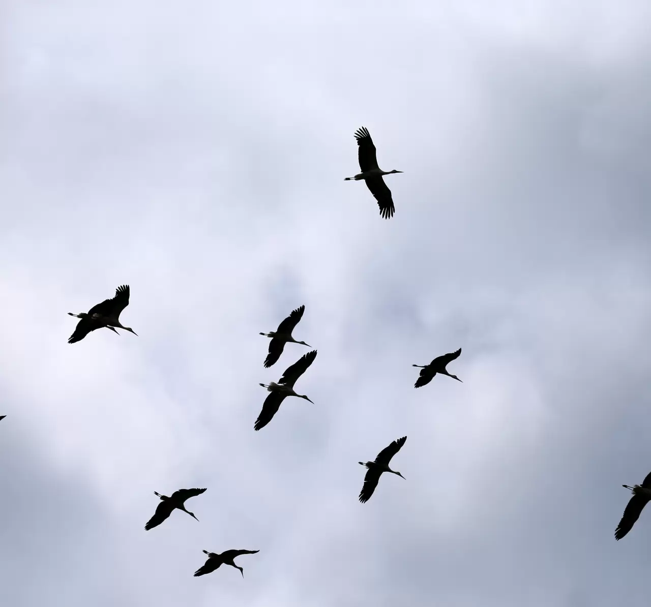Sürü leyleklerin görüntülenmesi doğa dostlarını heyecanlandırdı 1
