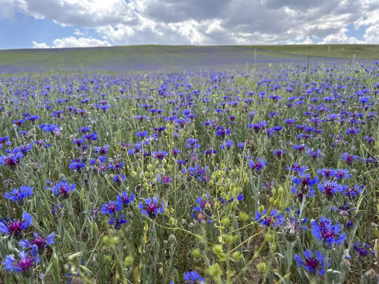Diyadin'in zirveleri mor ve maviye büründü 4