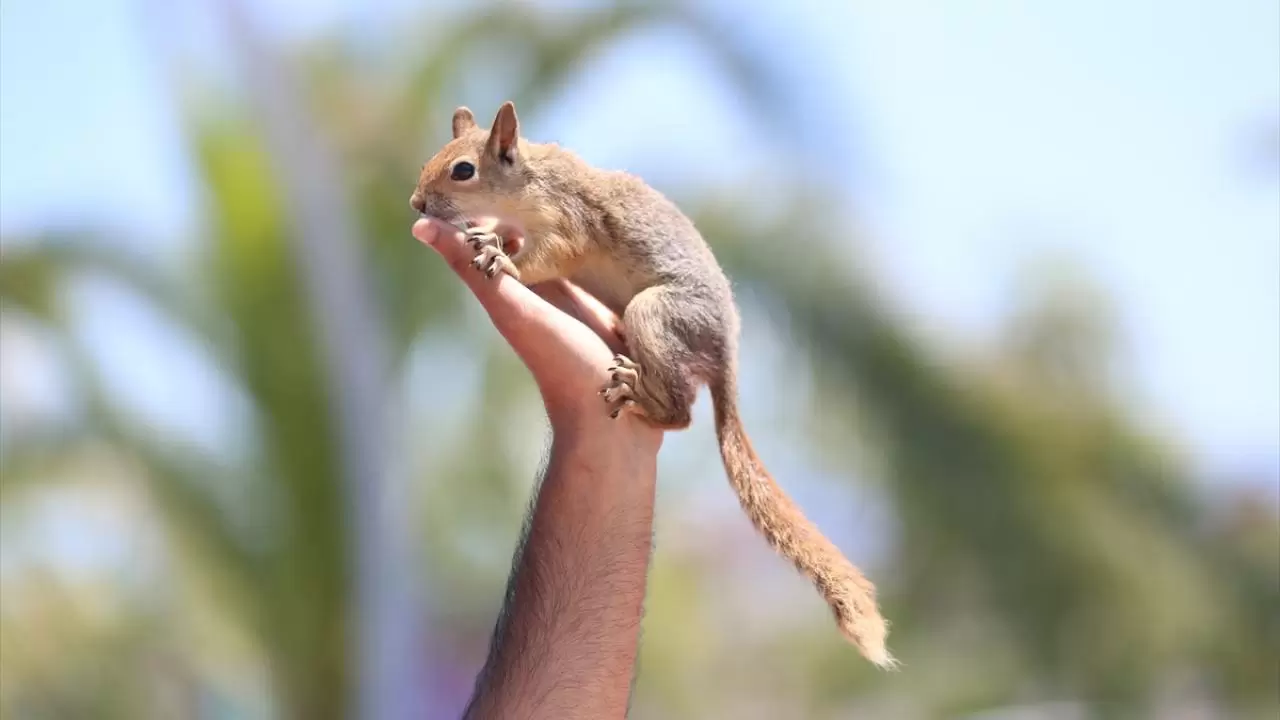 Bahçesinde bitkin halde bulduğu sincaba evinde özenle bakıyor 8