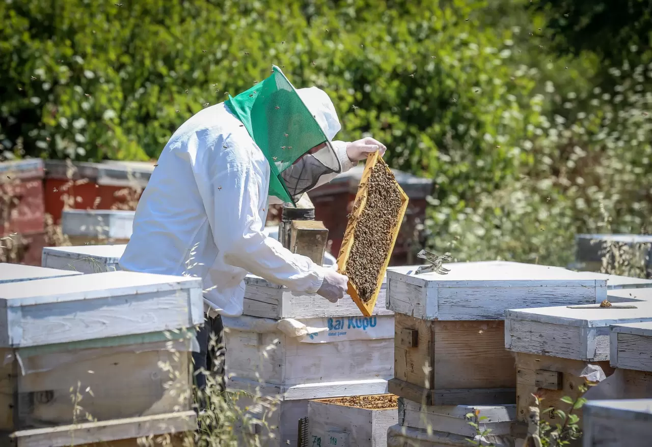 Ülkenin dört bir yanına arı sütü gönderen arkadaş grubu 6