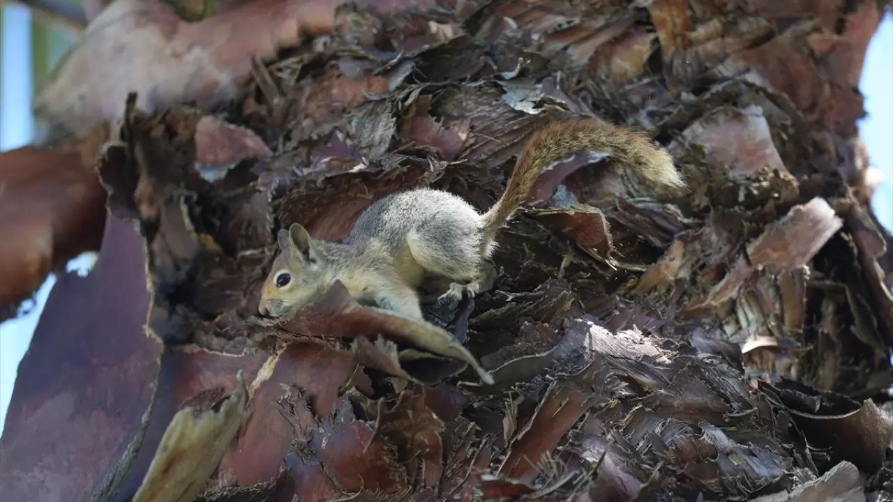 Bahçesinde bitkin halde bulduğu sincaba evinde özenle bakıyor 10