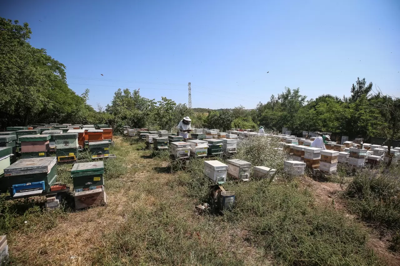 Ülkenin dört bir yanına arı sütü gönderen arkadaş grubu 3