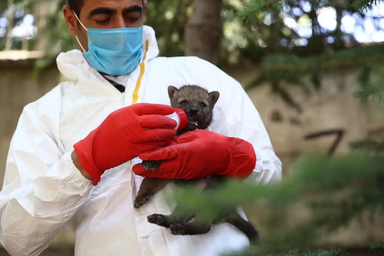 Öksüz kalan kurt yavrusu sağlığına kavuşup ailesine katılacak 4