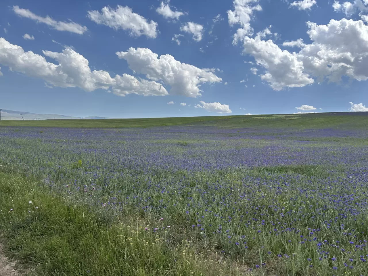 Diyadin'in zirveleri mor ve maviye büründü 1