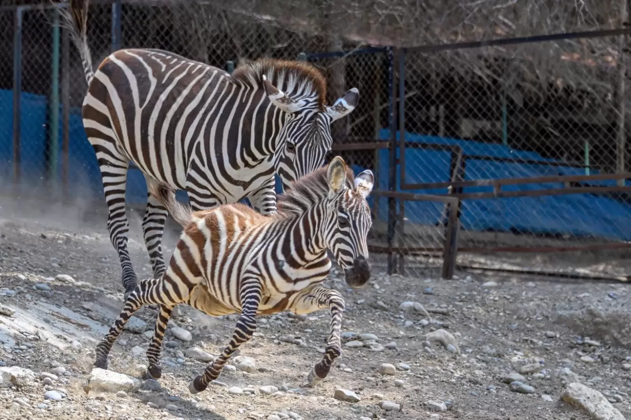 Doğa Parkı'nda sevimli yavrulardan coşkulu doğumlar: Lemur, geyik, zebra ve tay 2