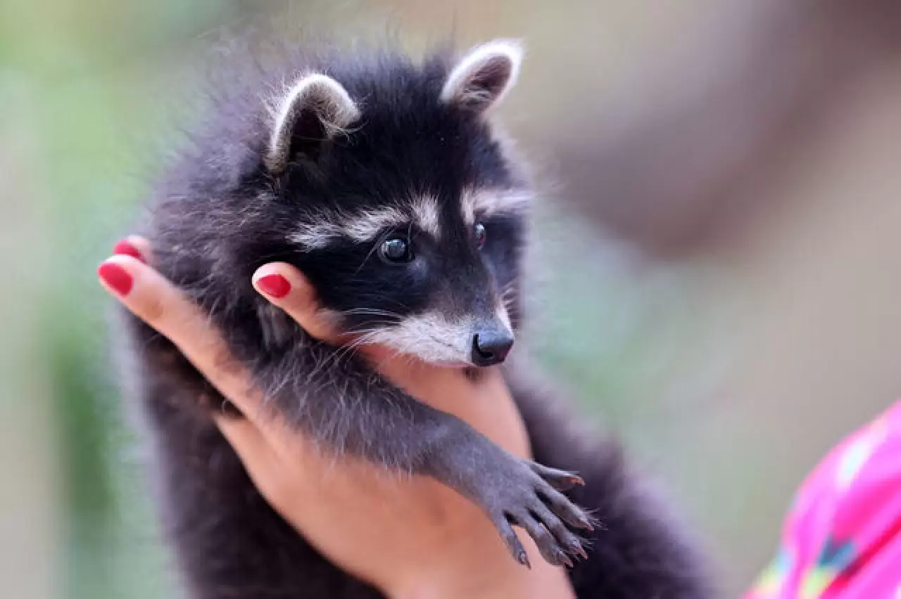 Antalya'da hayvan kreşinde bakılan Venüs ve Latte büyüyor 5