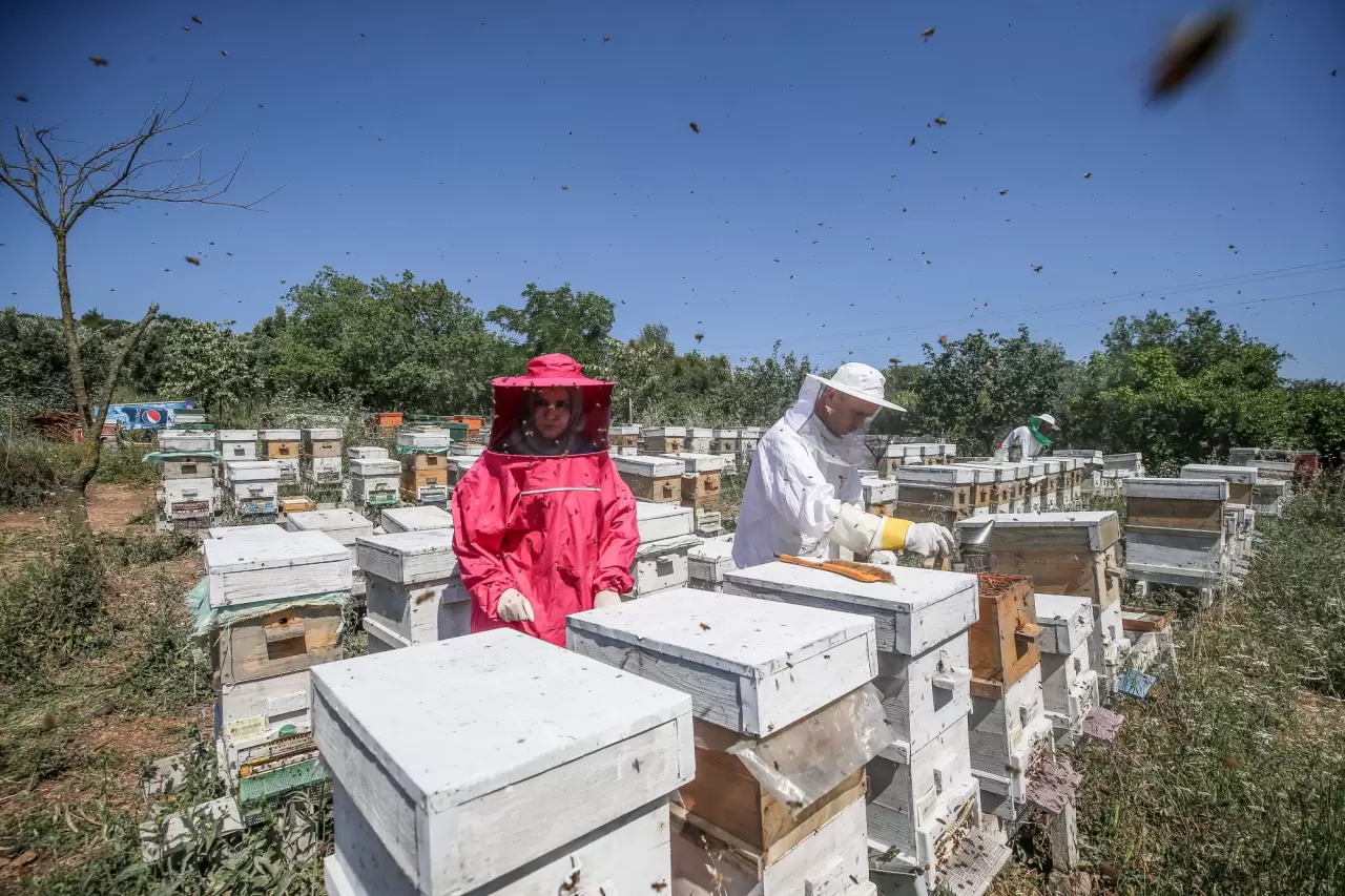 Ülkenin dört bir yanına arı sütü gönderen arkadaş grubu 1
