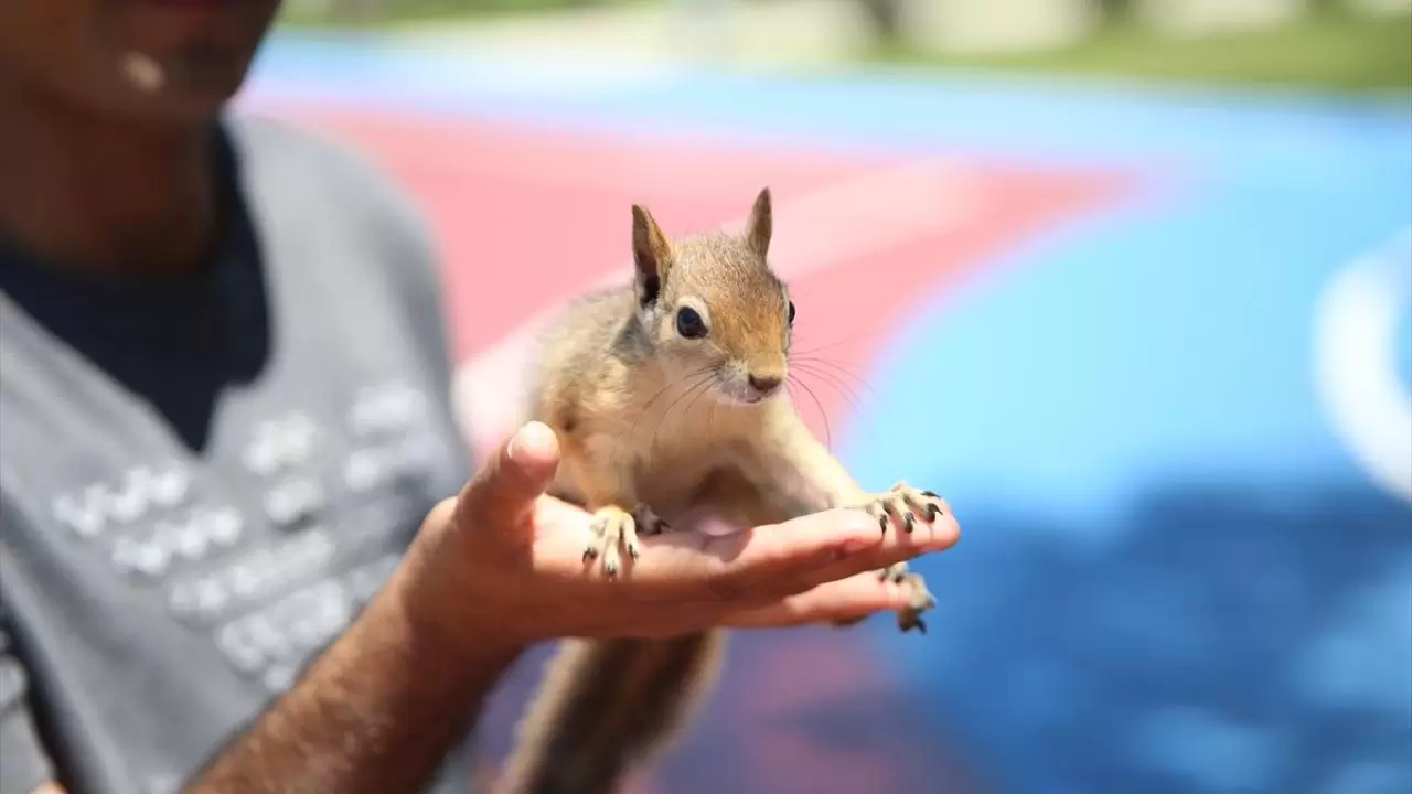 Bahçesinde bitkin halde bulduğu sincaba evinde özenle bakıyor 3