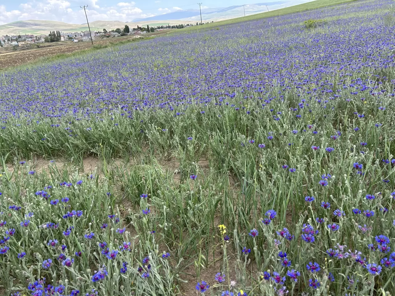 Diyadin'in zirveleri mor ve maviye büründü 3