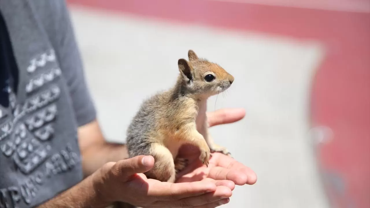 Bahçesinde bitkin halde bulduğu sincaba evinde özenle bakıyor 4