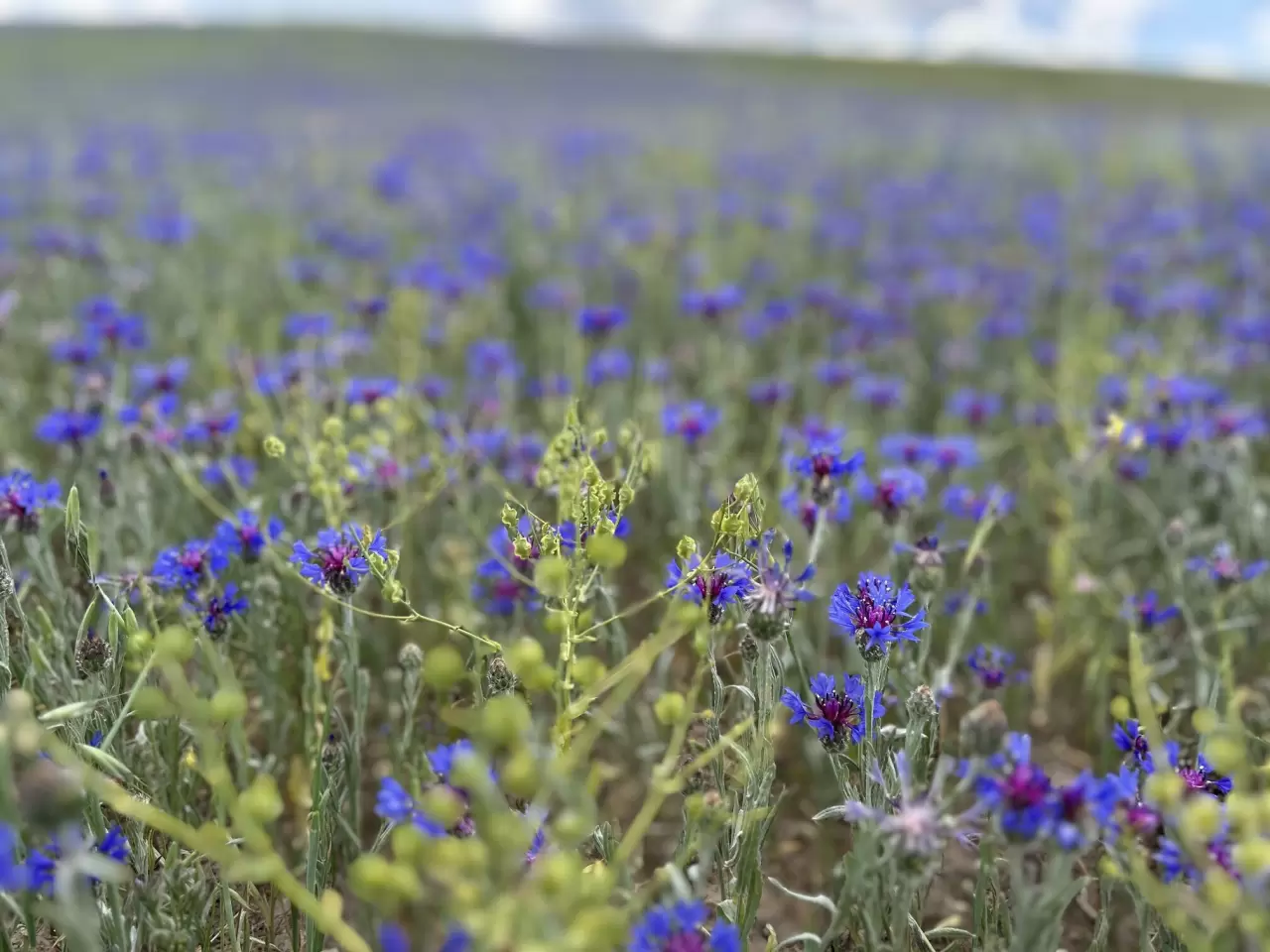 Diyadin'in zirveleri mor ve maviye büründü 5