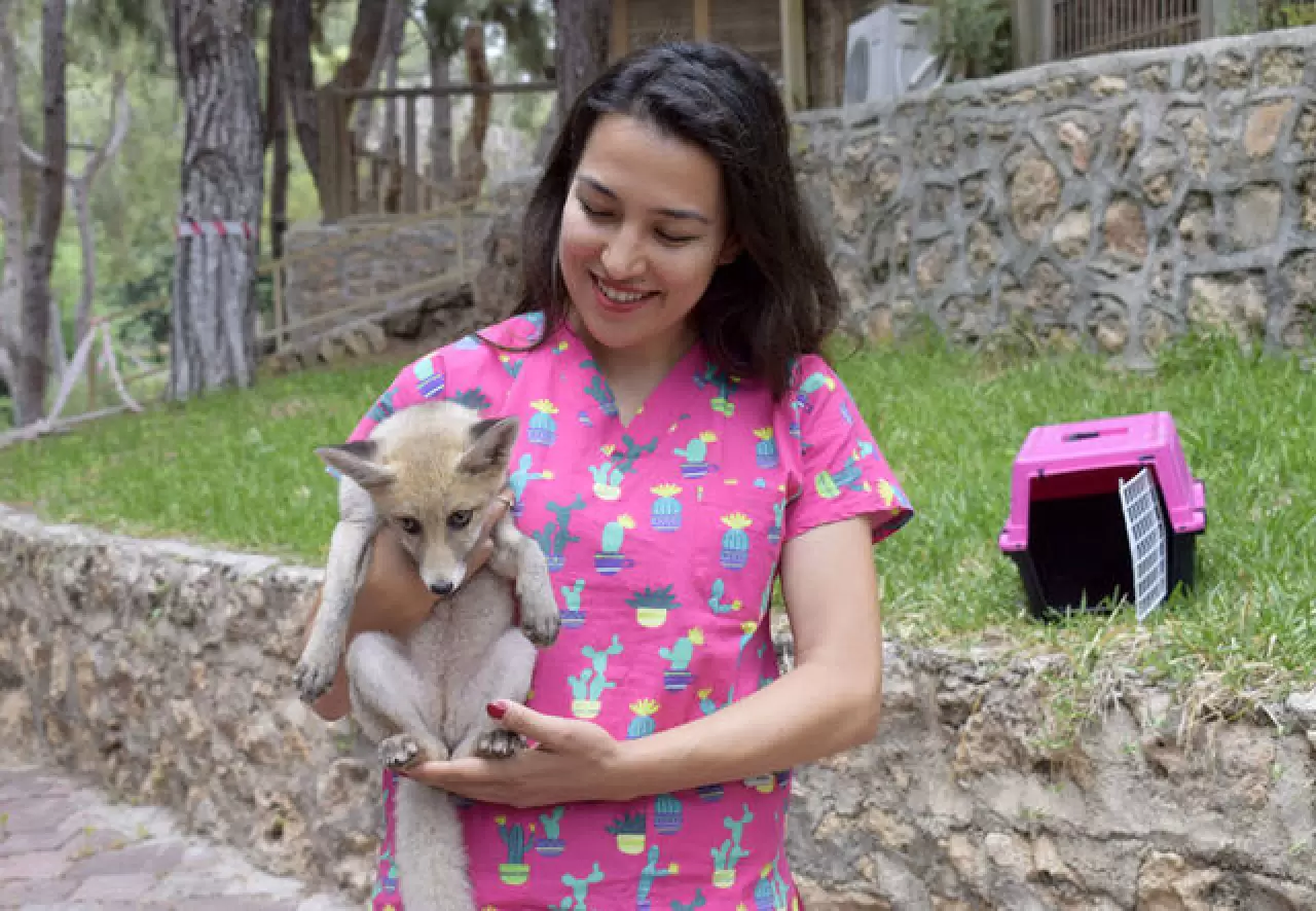 Antalya'da hayvan kreşinde bakılan Venüs ve Latte büyüyor 3