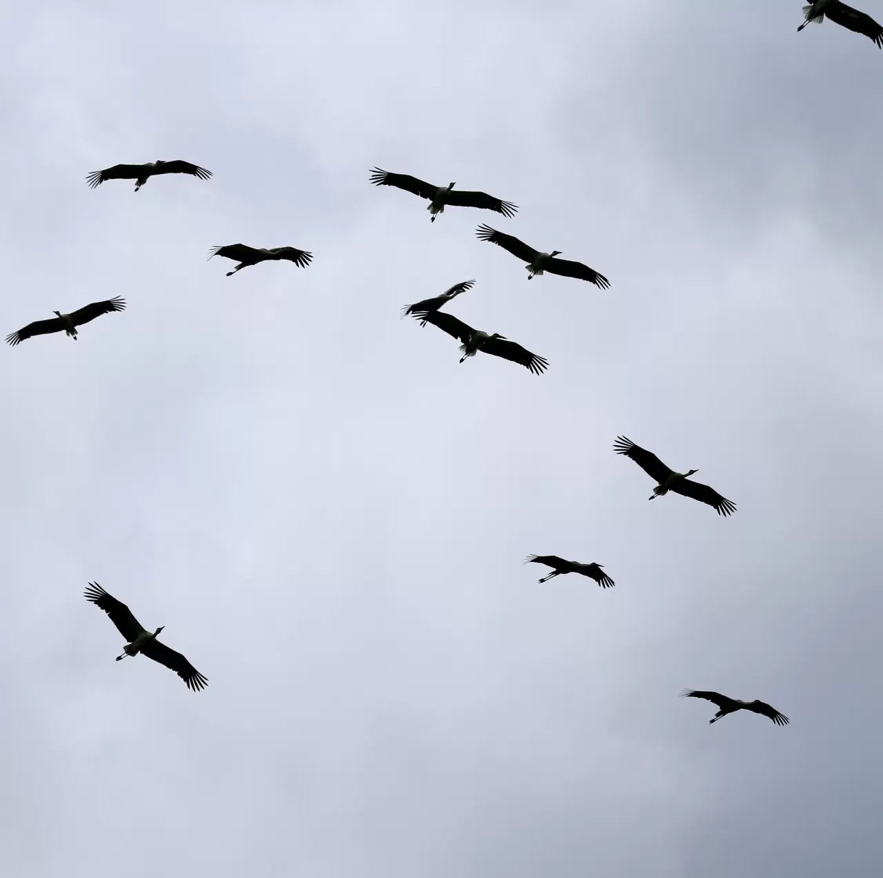 Sürü leyleklerin görüntülenmesi doğa dostlarını heyecanlandırdı 3