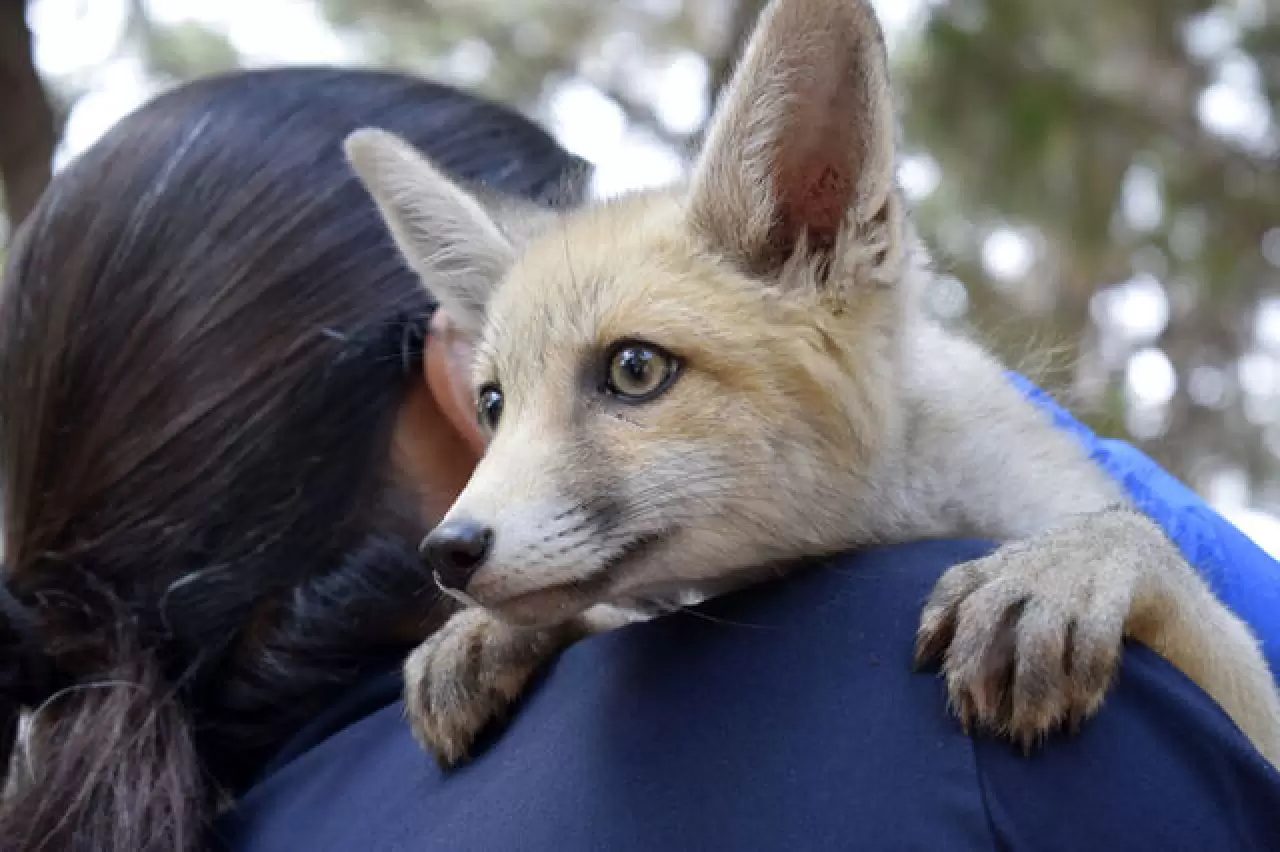 Antalya'da hayvan kreşinde bakılan Venüs ve Latte büyüyor 4